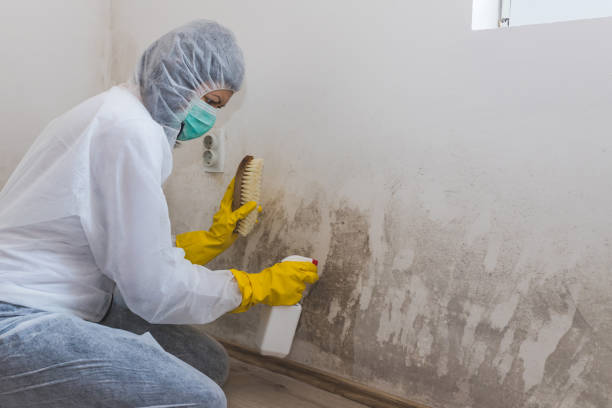 Attic Mold Removal in Craig Beach, OH